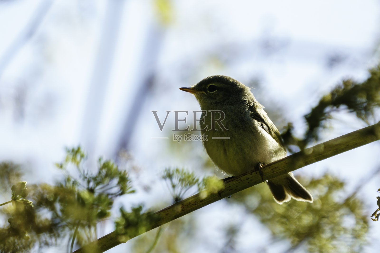 棕柳莺照片摄影图片