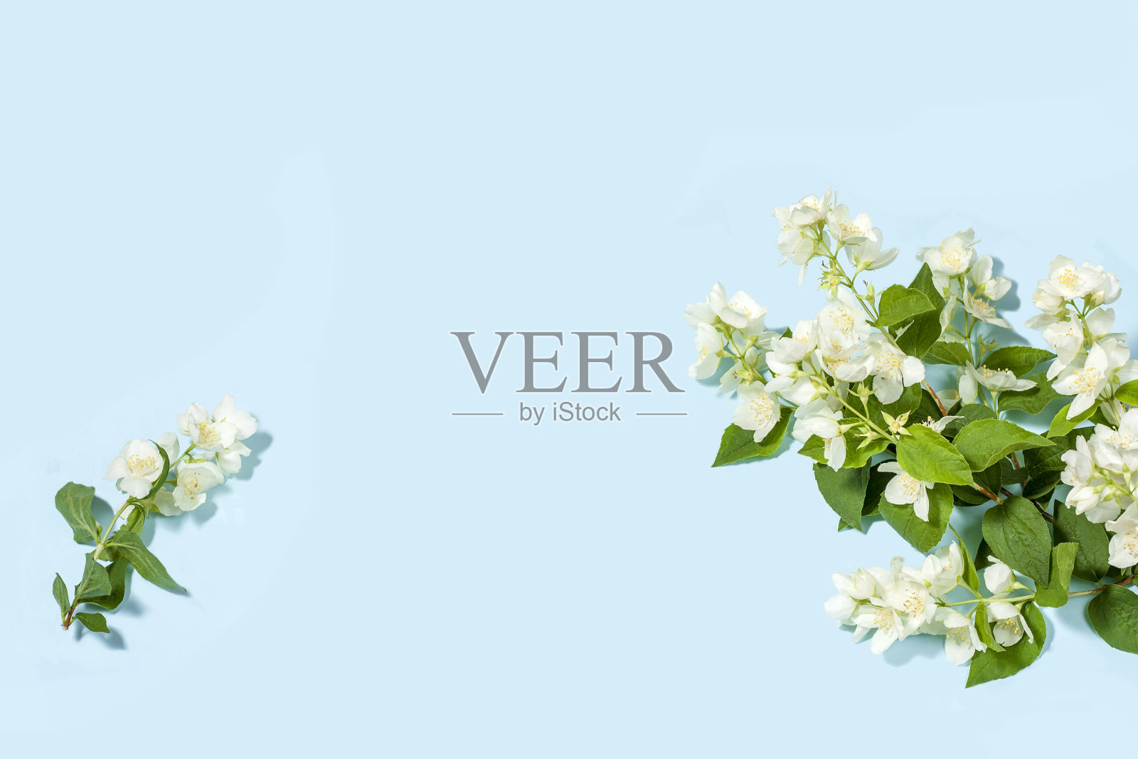 盛开的茉莉花枝在蓝色背景与复制空间。照片摄影图片