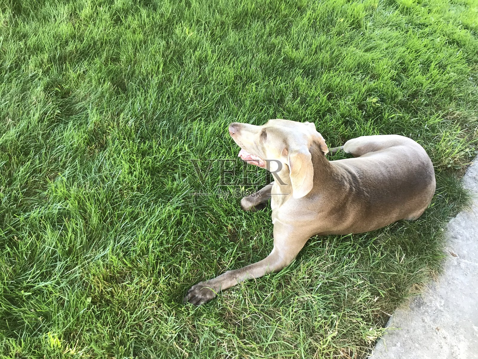 非常有天赋的威玛猎犬照片摄影图片