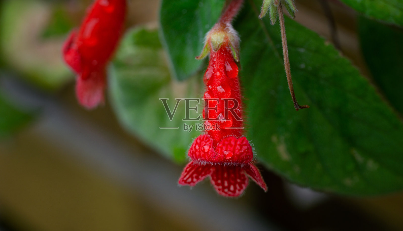 近距离的开花甘蓝与雨滴和绿色的叶子后院花园夏天照片摄影图片
