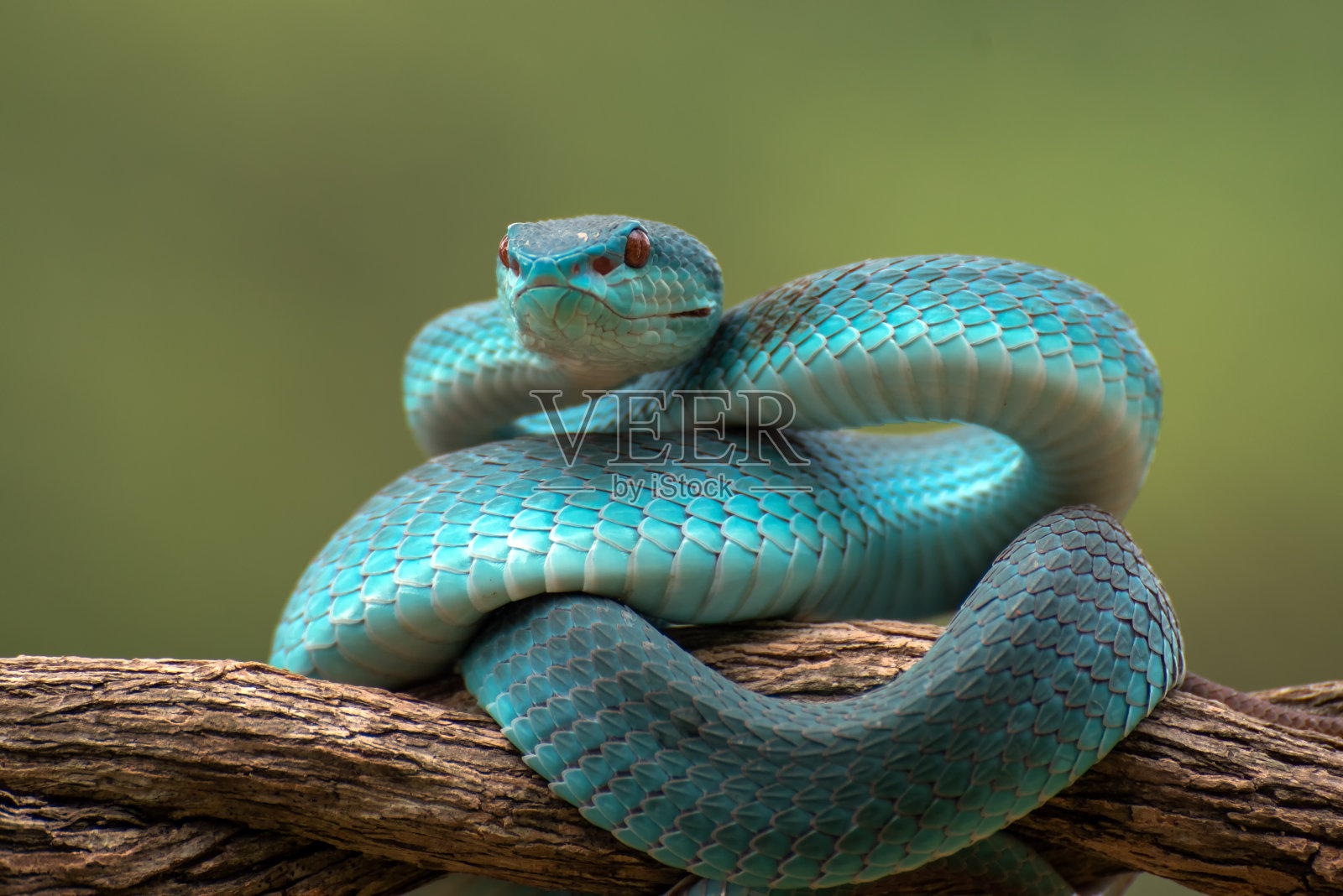 树枝上有毒蛇照片摄影图片