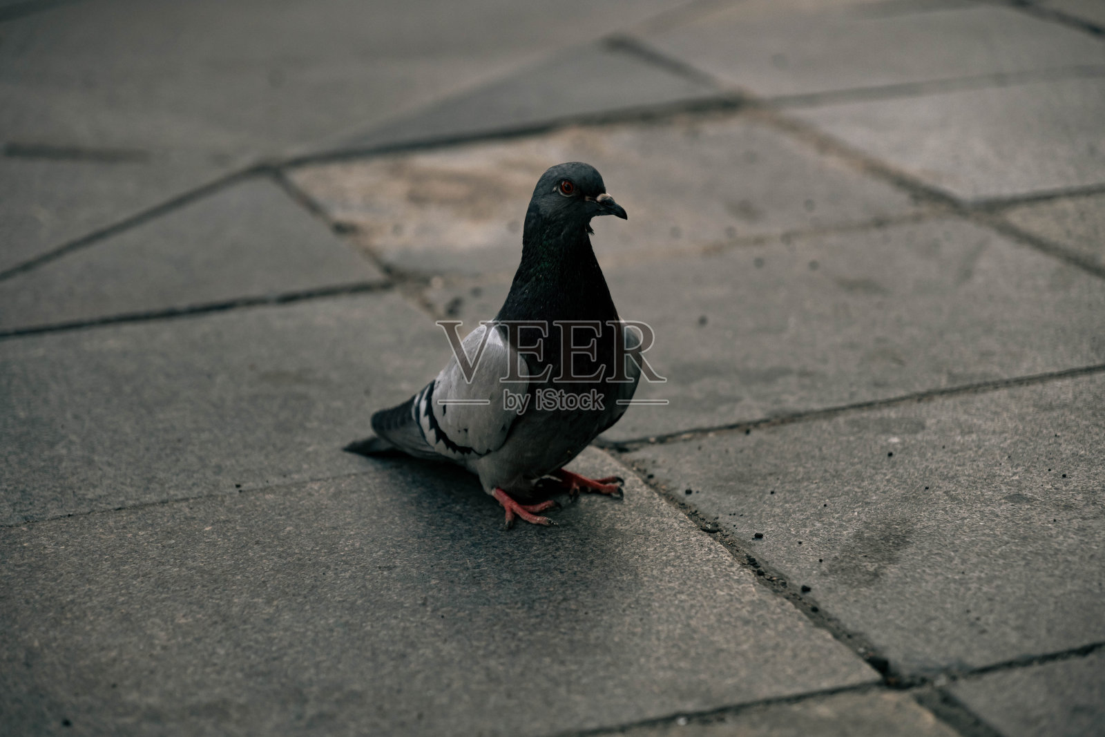格雷格照片摄影图片