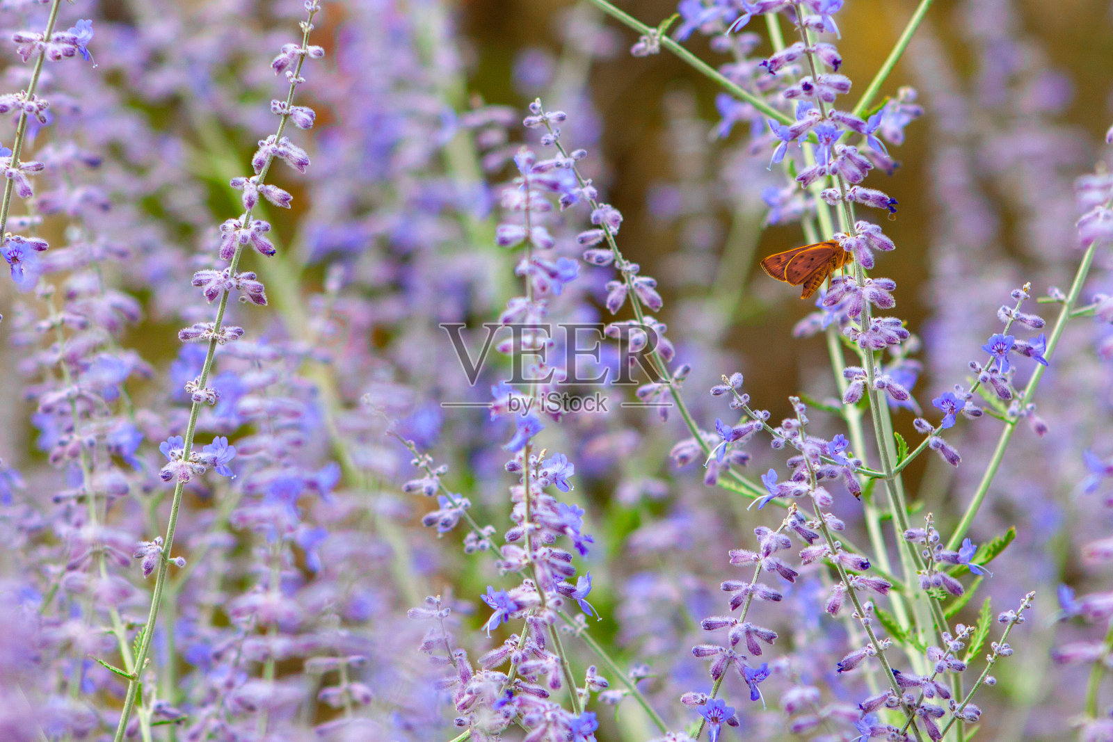 橙色蛾栖息在薰衣草灌木上照片摄影图片