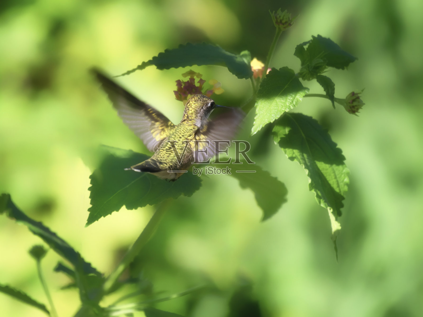 Ruby-throated蜂鸟照片摄影图片