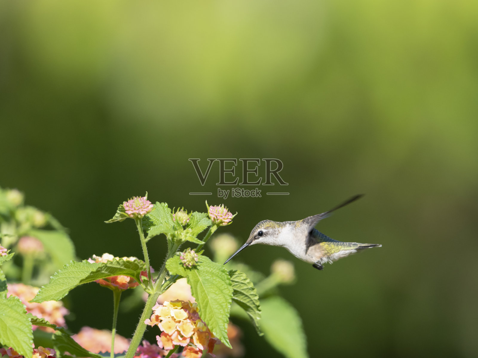 Ruby-throated蜂鸟照片摄影图片