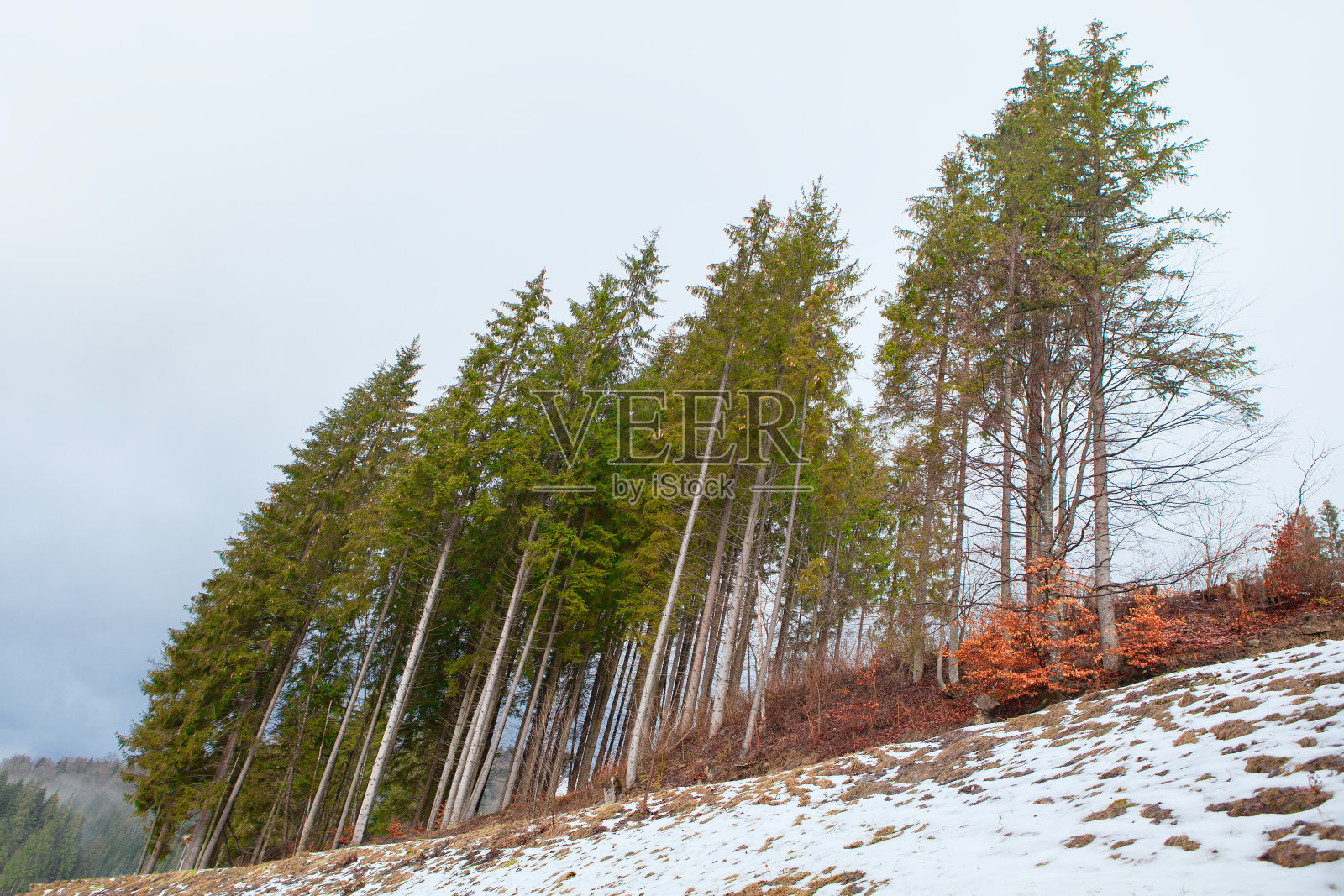 松树生长在雪山上照片摄影图片