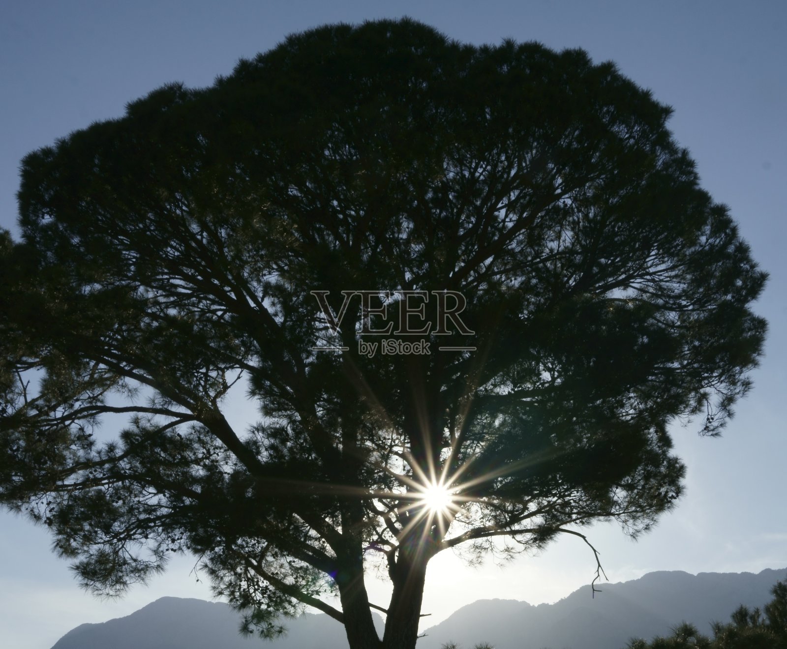 看到树的剪影和尖太阳之间的树枝照片摄影图片
