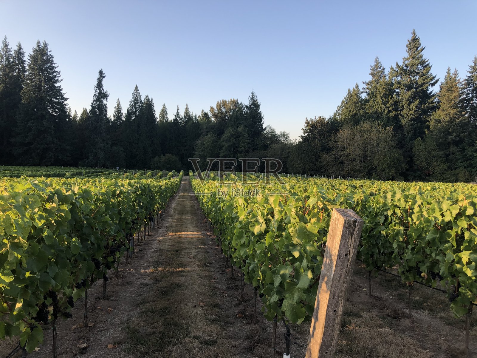 葡萄园照片摄影图片