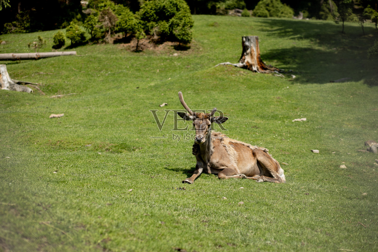 在一个阳光明媚的日子里，老鹿躺在草地上。照片摄影图片