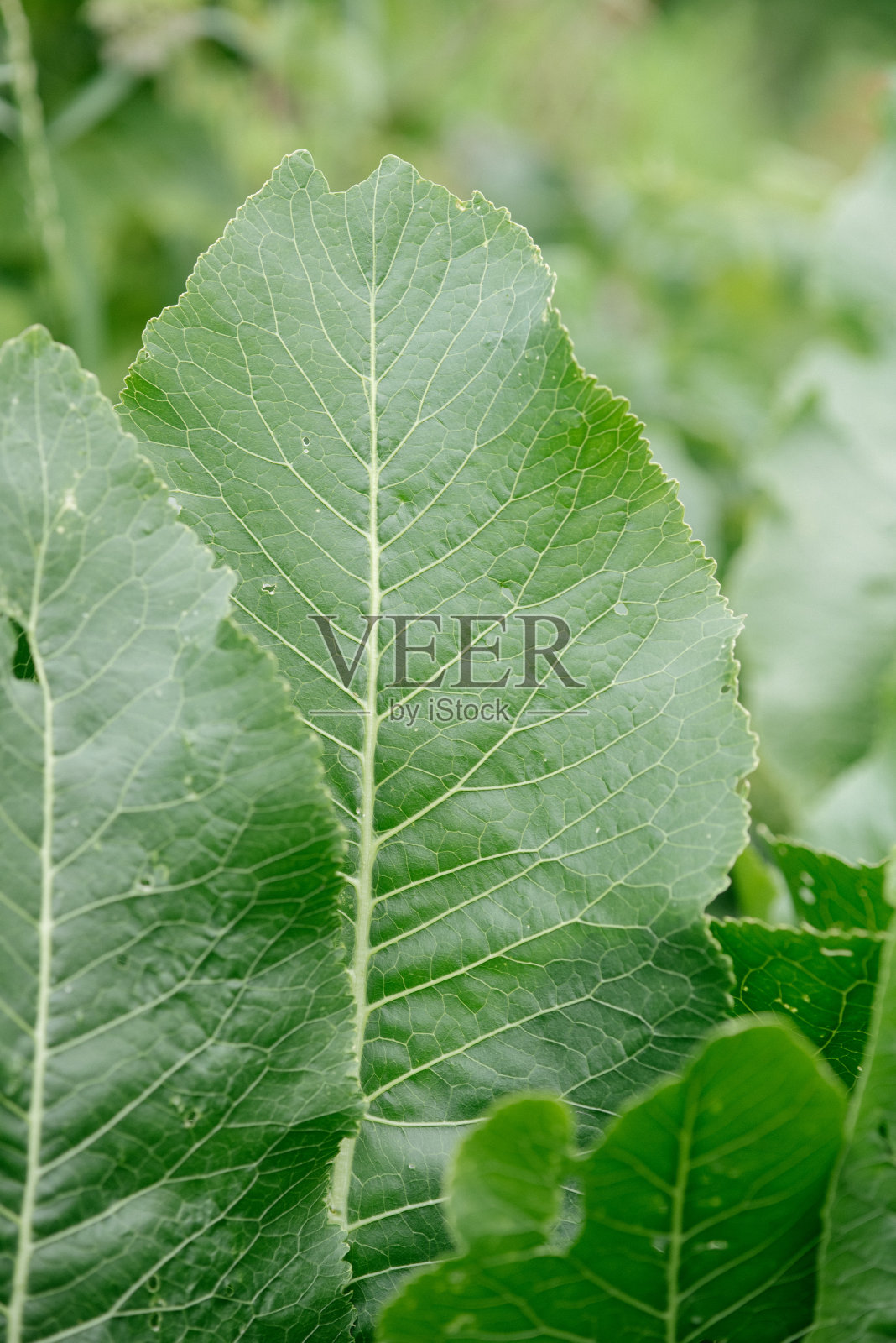 辣根叶子特写照片摄影图片