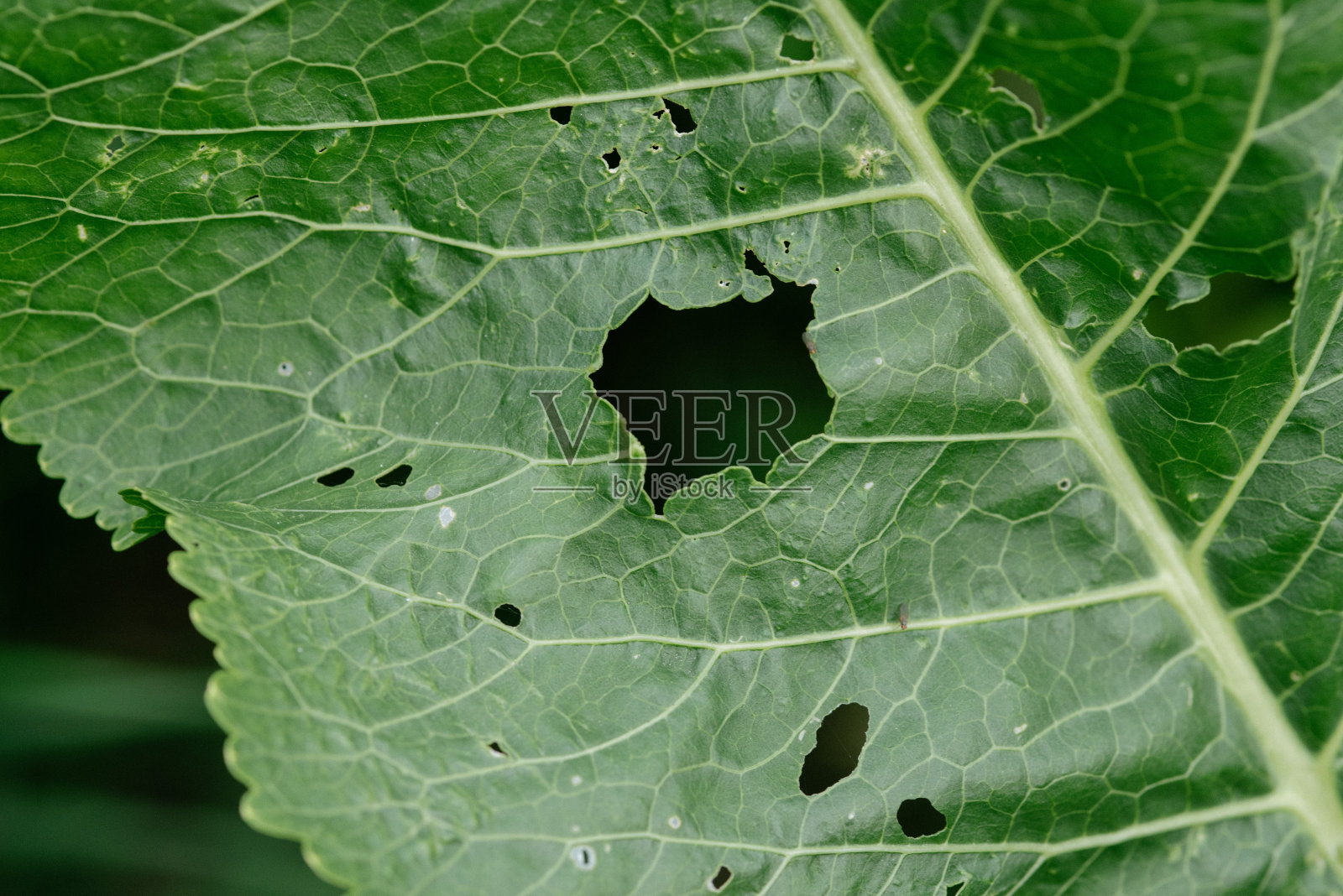 辣根叶子特写照片摄影图片