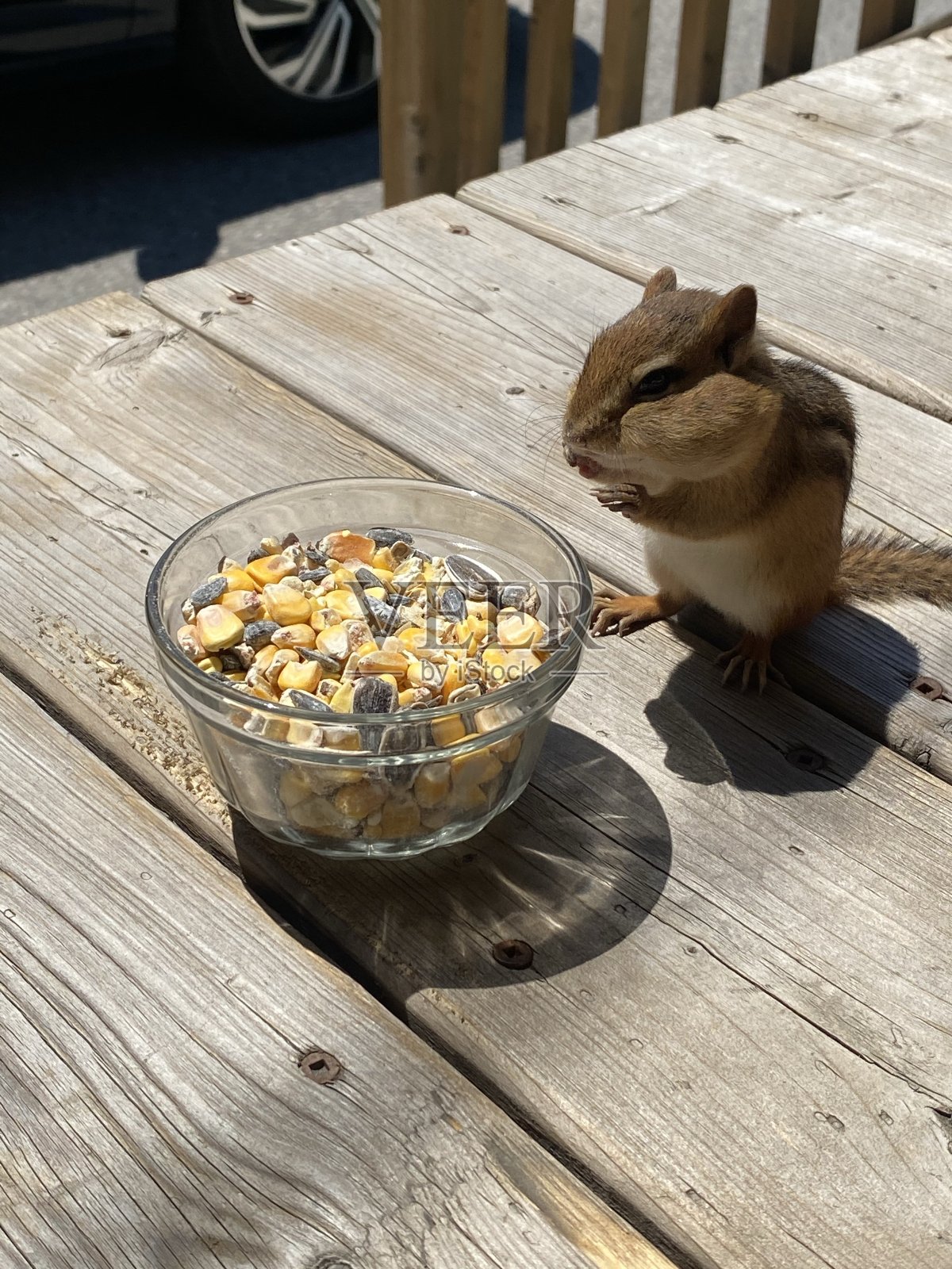 满腮的花栗鼠照片摄影图片