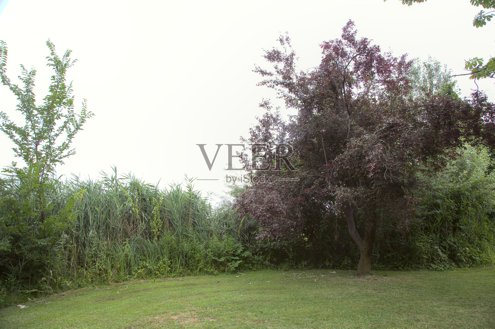 一棵带有红色叶子的树，位于湖边的空地上，周围是芦苇照片摄影图片