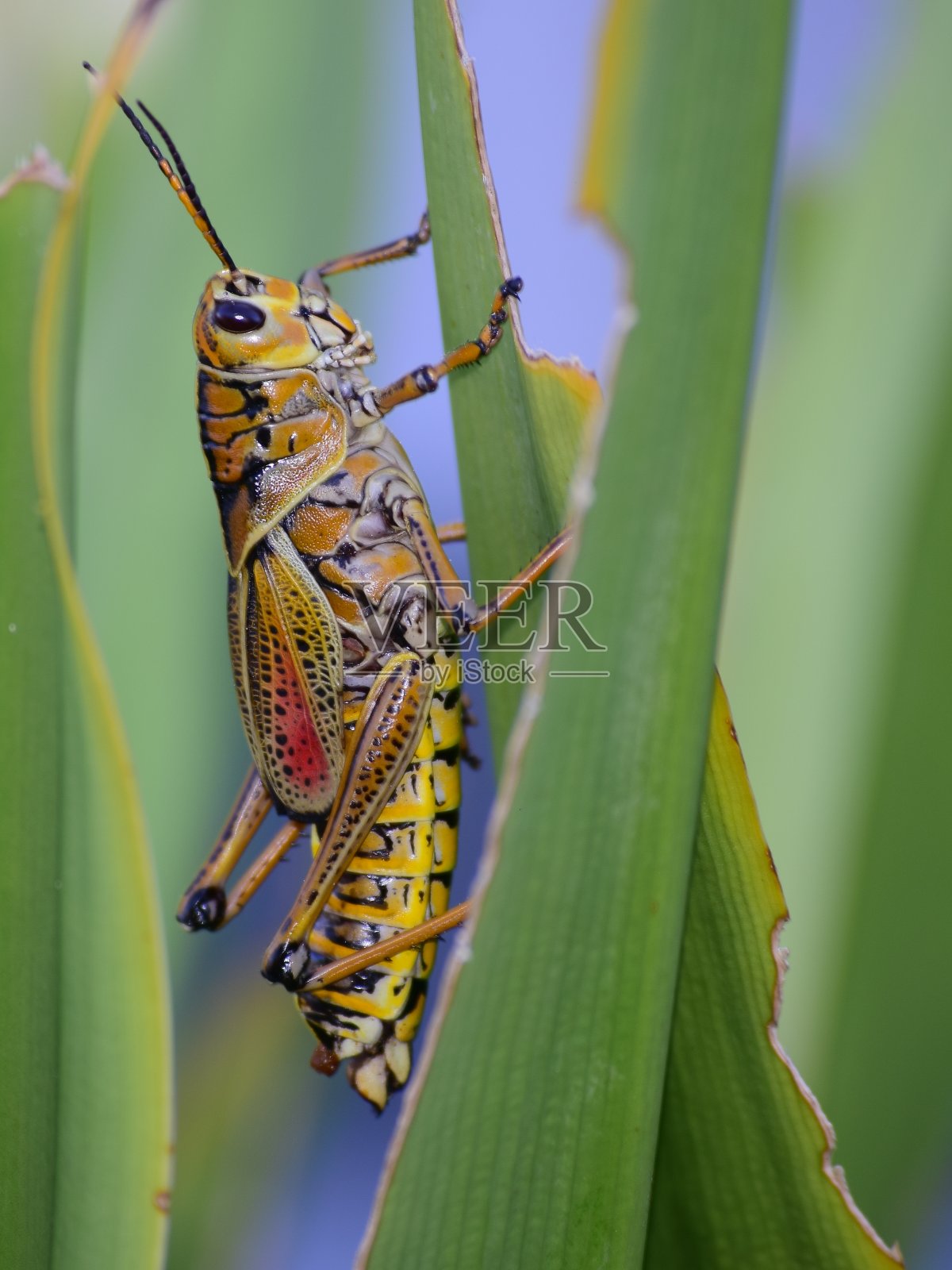 蚱蜢照片摄影图片