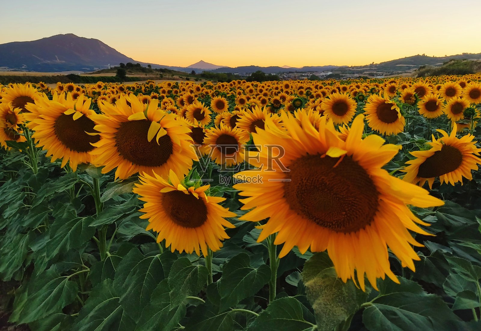 向日葵照片摄影图片