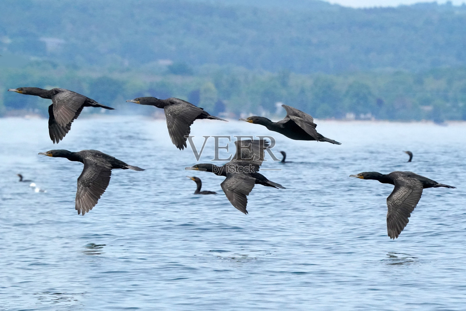 鸬鹚巢和飞过水面的鸟儿照片摄影图片
