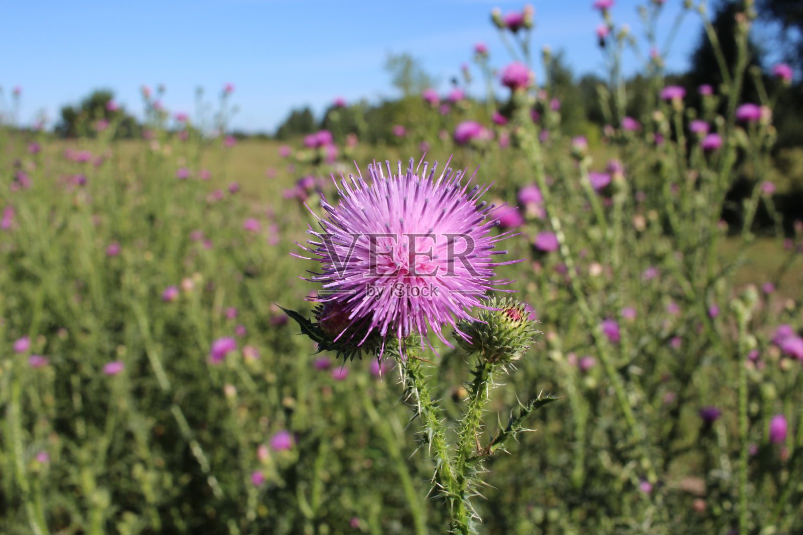 鲜艳的粉红色带刺的花在草地上，在夏天的叶子上有刺照片摄影图片