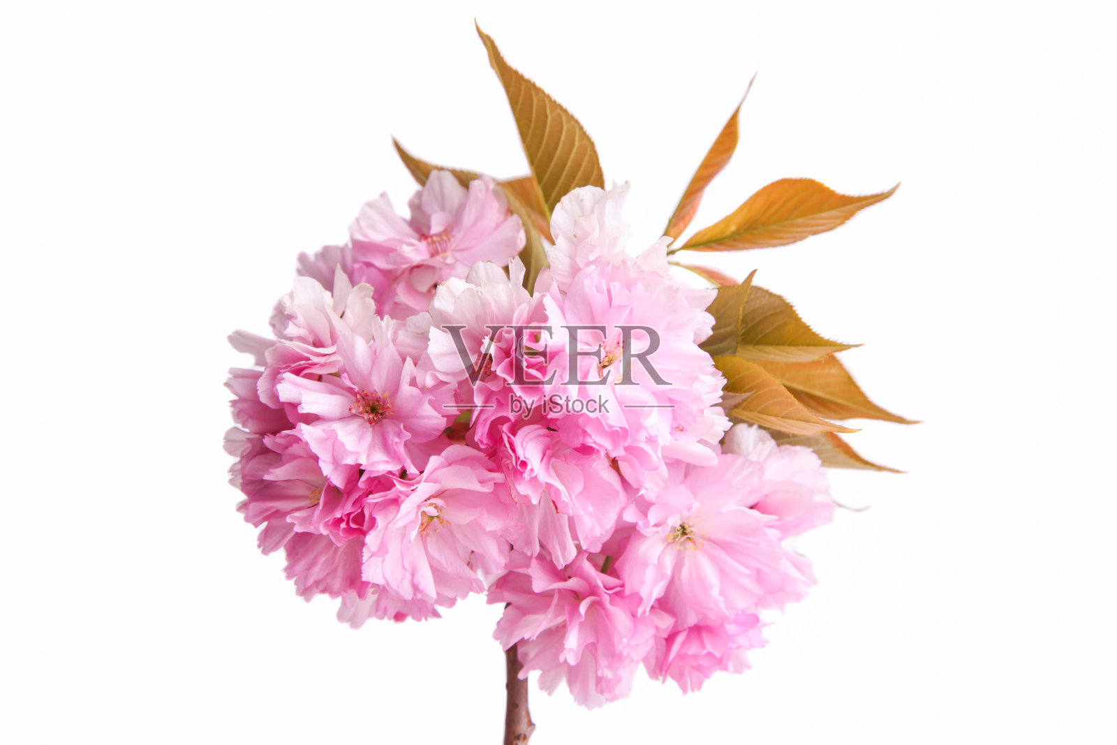 盛开的樱花支行照片摄影图片