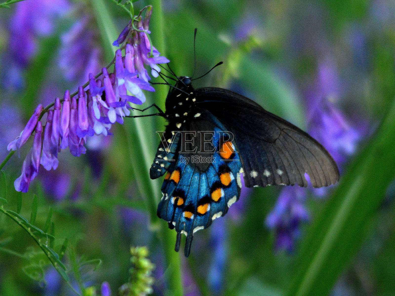 Pipevine燕尾服照片摄影图片