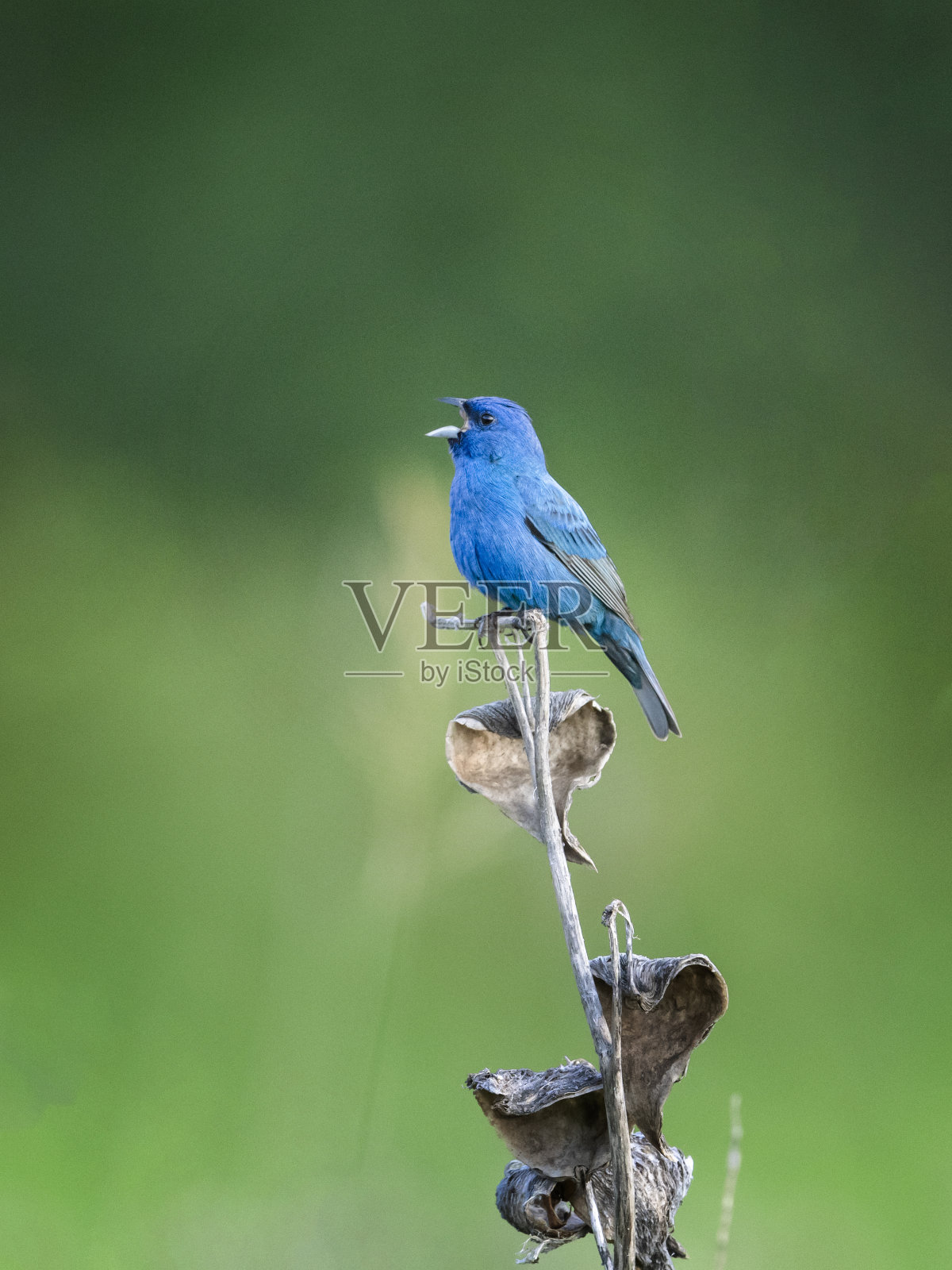 靛蓝色旗帜照片摄影图片