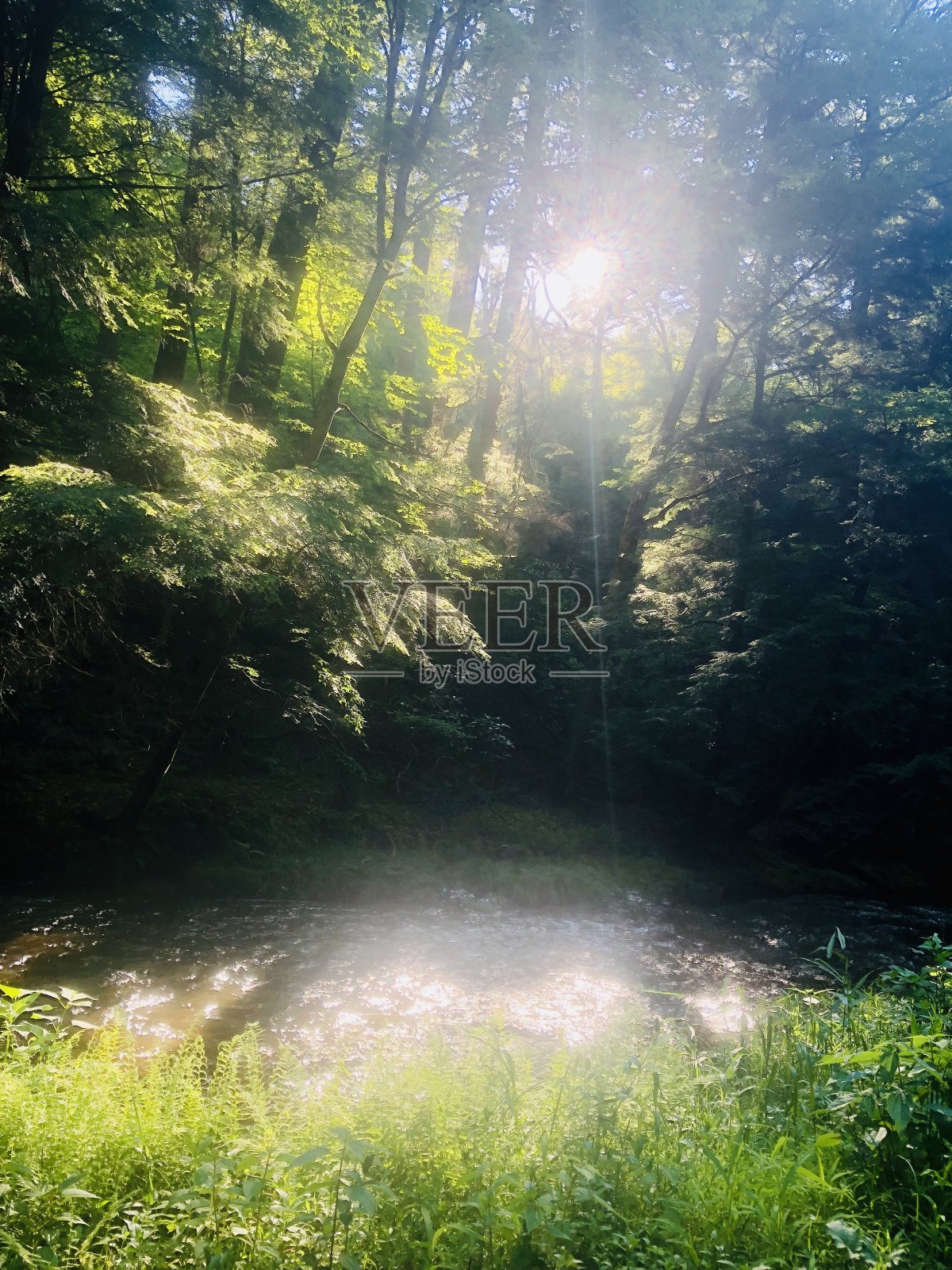 穿过树林的光照片摄影图片