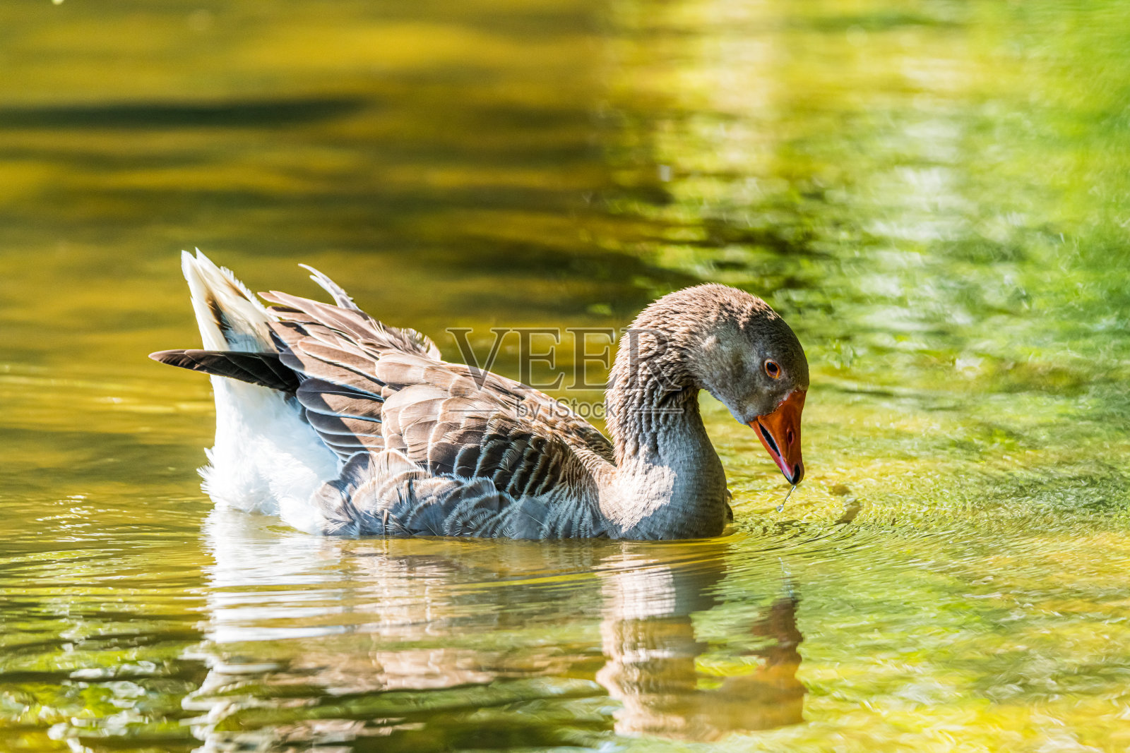 池塘上的鹅照片摄影图片