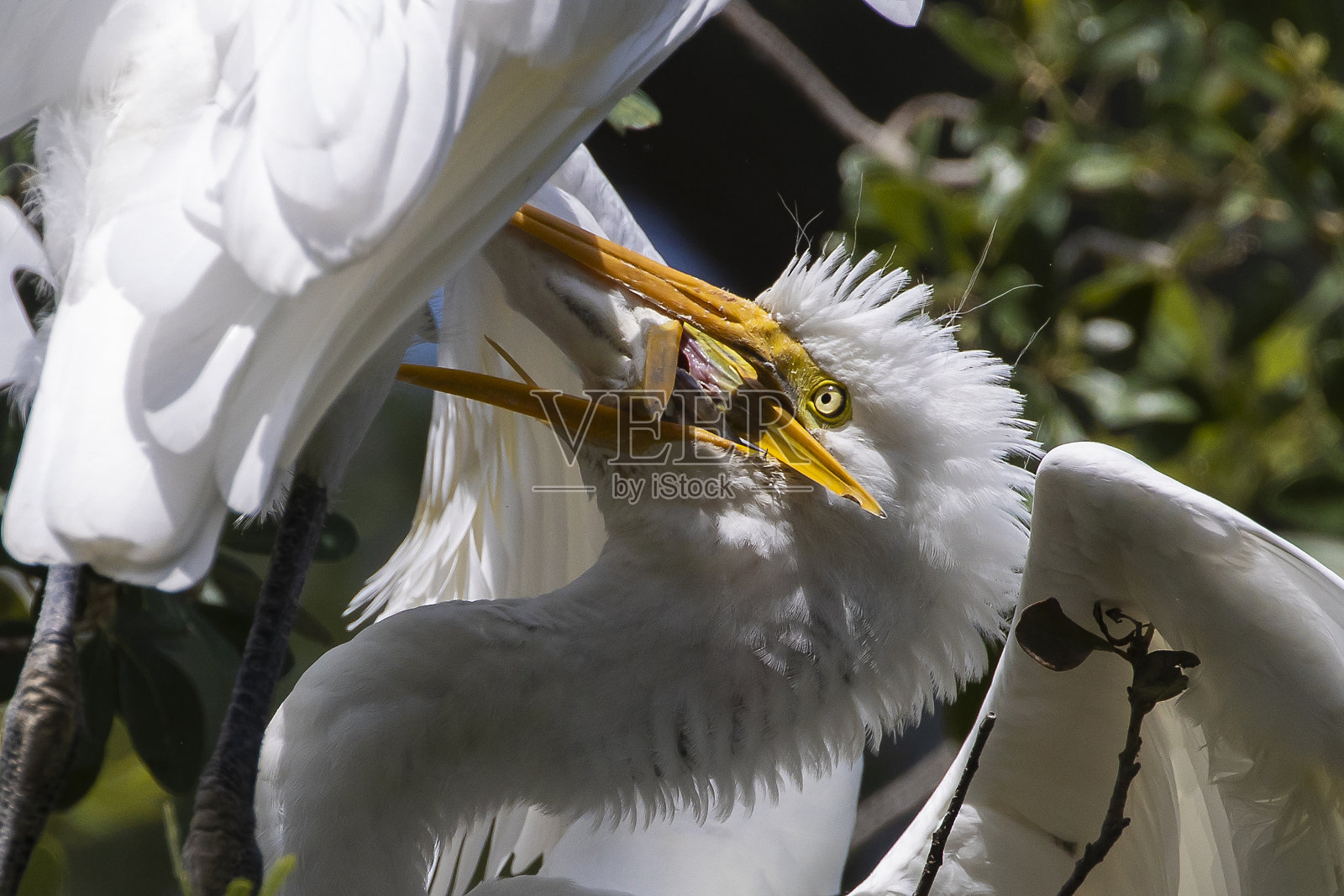 大白鹭照片摄影图片