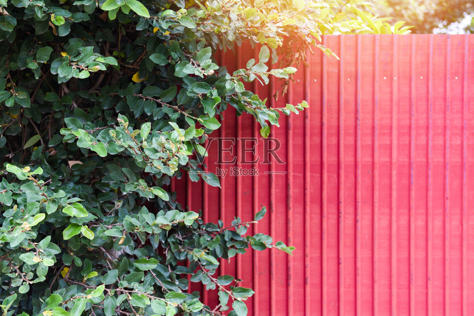 在夏季种植锌红的树木和栅栏-绿色的叶片和锌纹理背景照片摄影图片