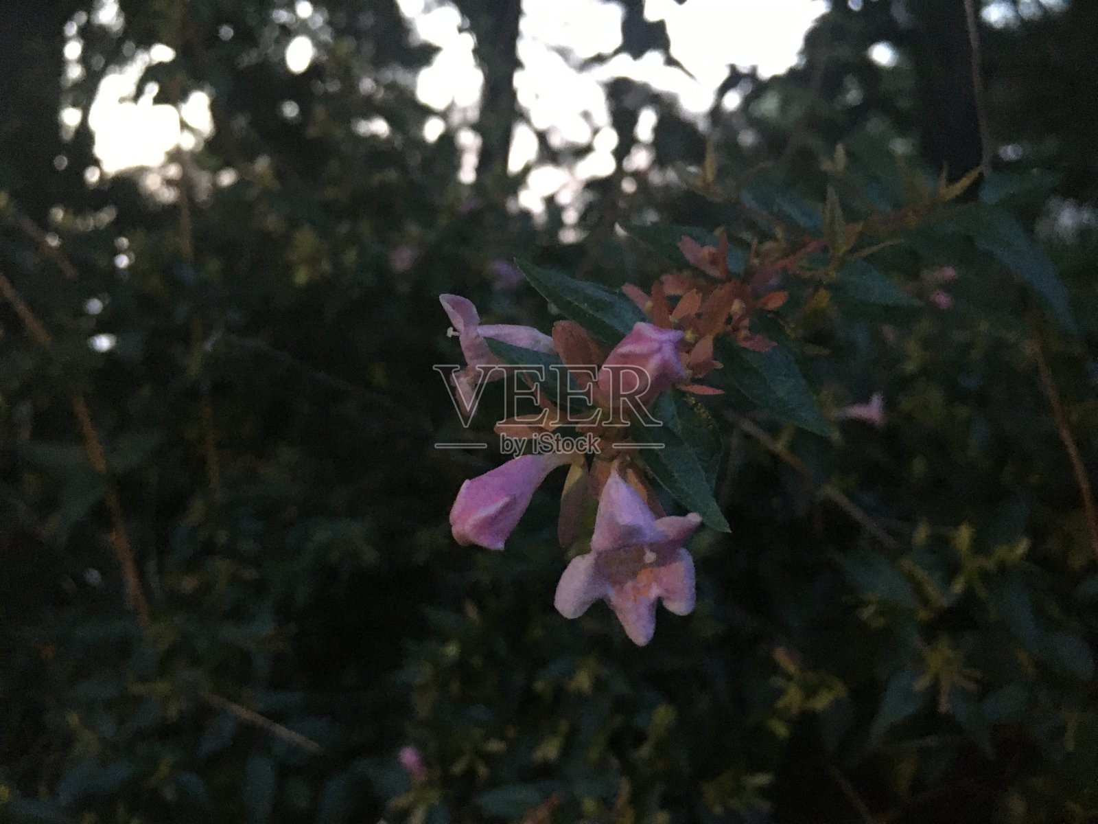 7月纽约曼哈顿中央公园的日落。照片摄影图片