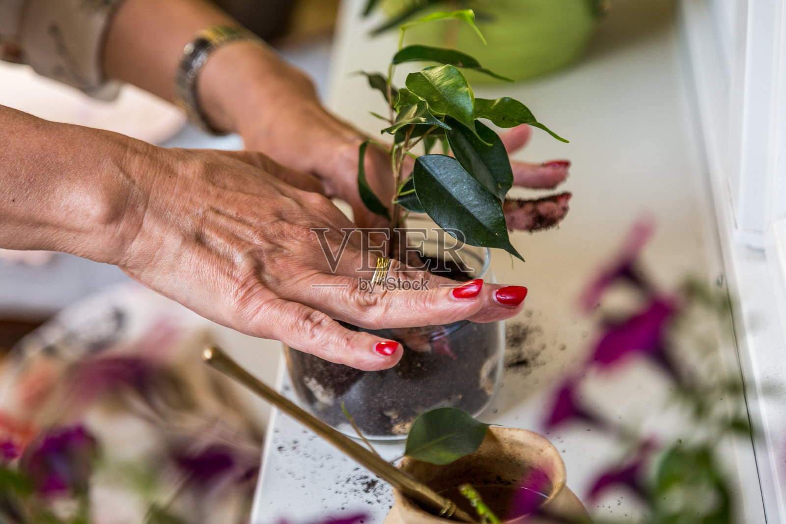 女人用手栽一盆植物照片摄影图片