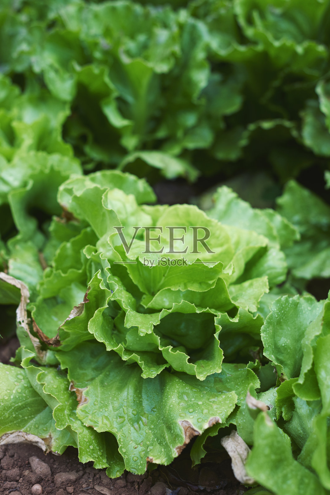 有机果园里的白头莴苣照片摄影图片