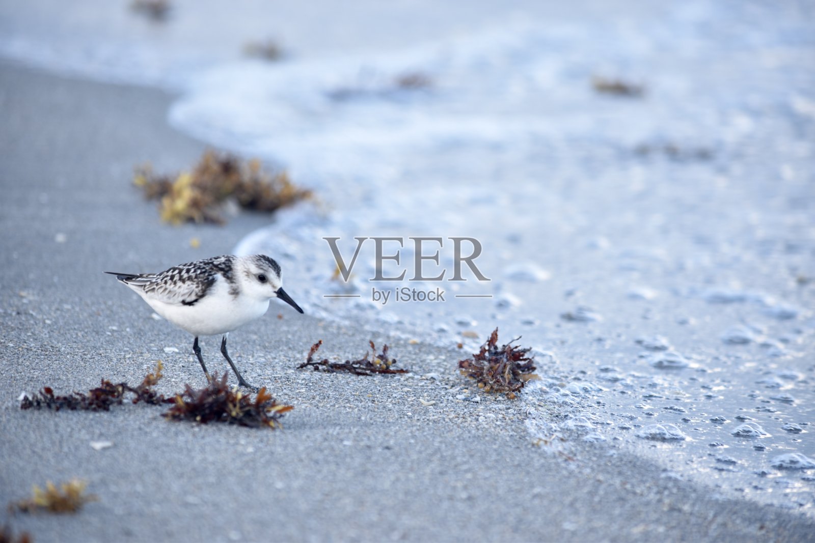 海滩照片摄影图片