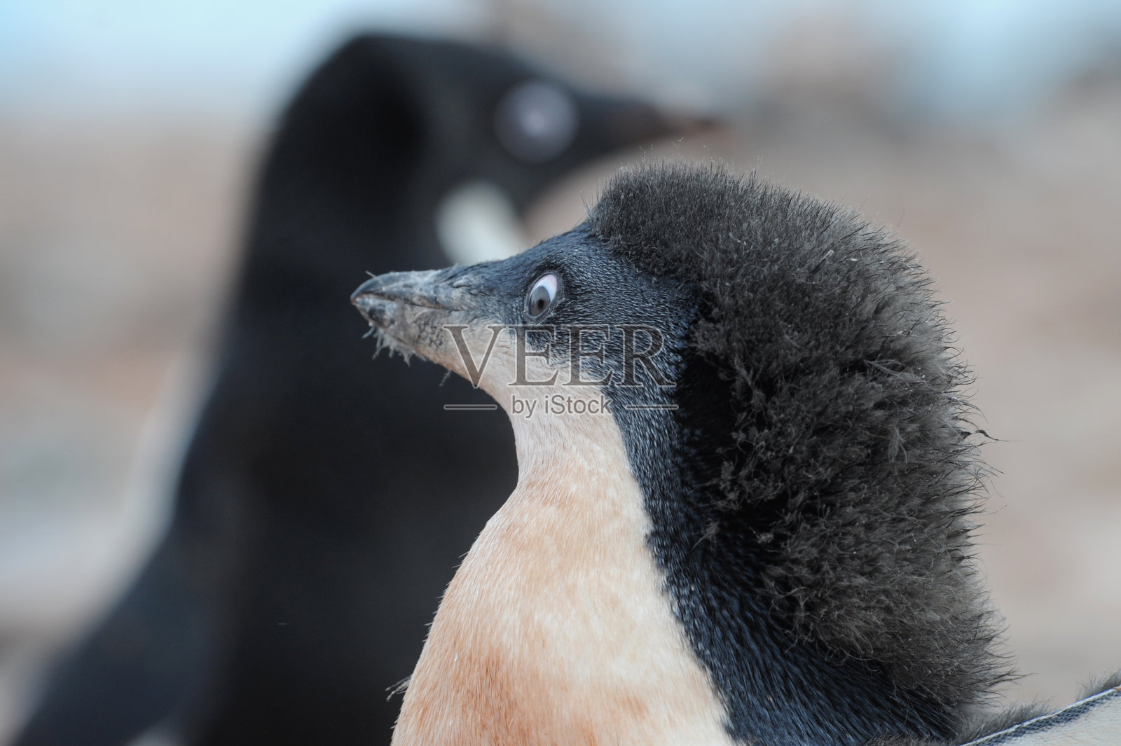 企鹅阿德利-分布最广的企鹅物种。照片摄影图片