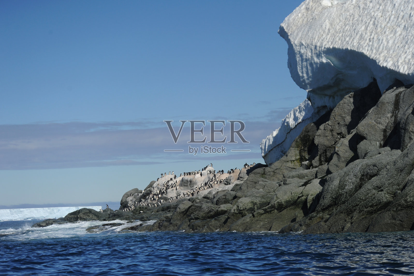 企鹅阿德利-分布最广的企鹅物种。照片摄影图片