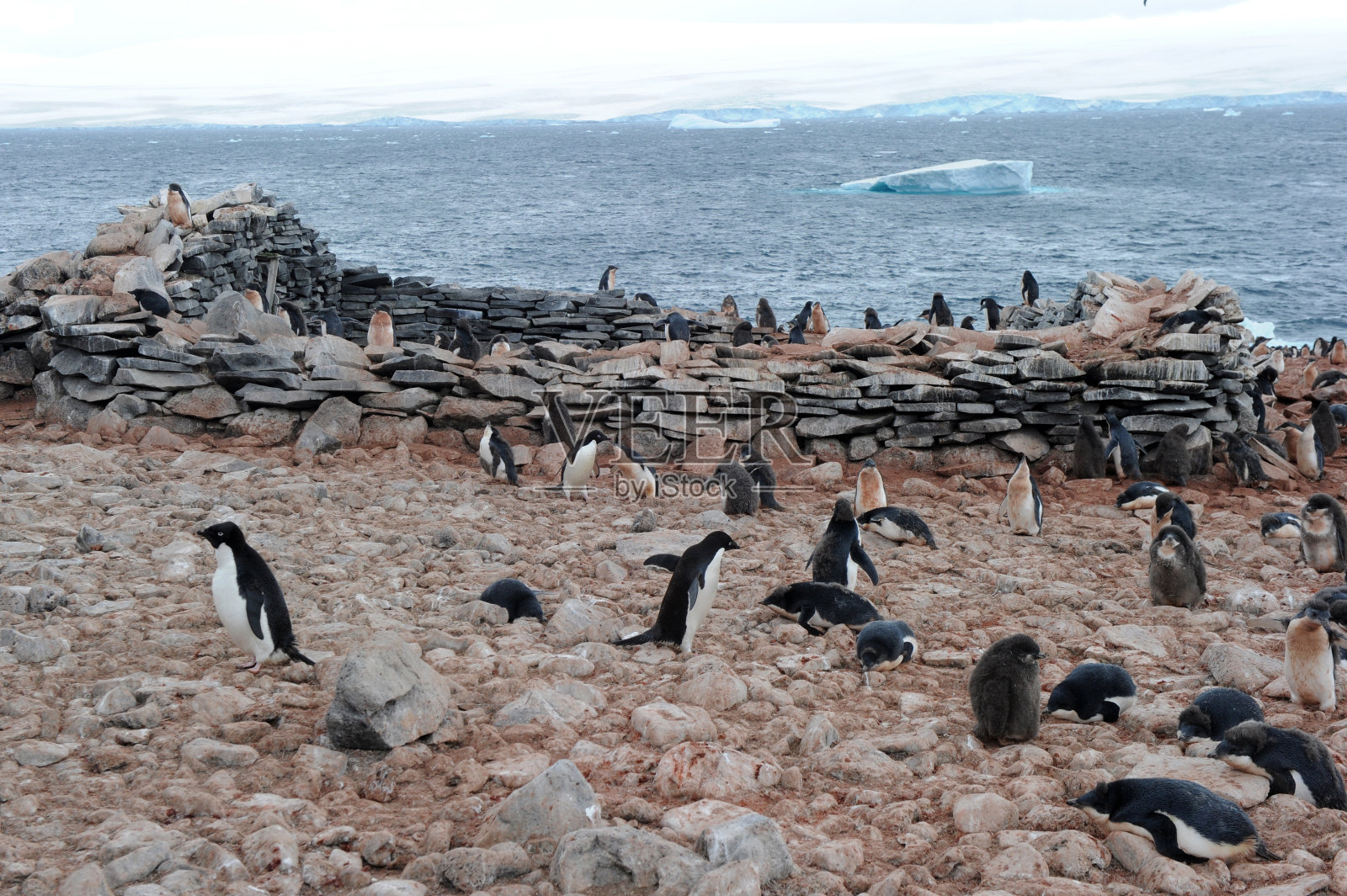 企鹅阿德利-分布最广的企鹅物种。照片摄影图片