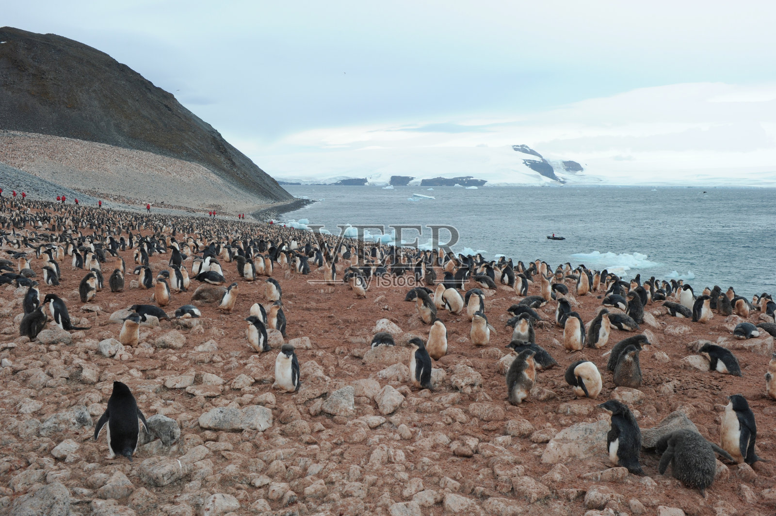 企鹅阿德利-分布最广的企鹅物种。照片摄影图片