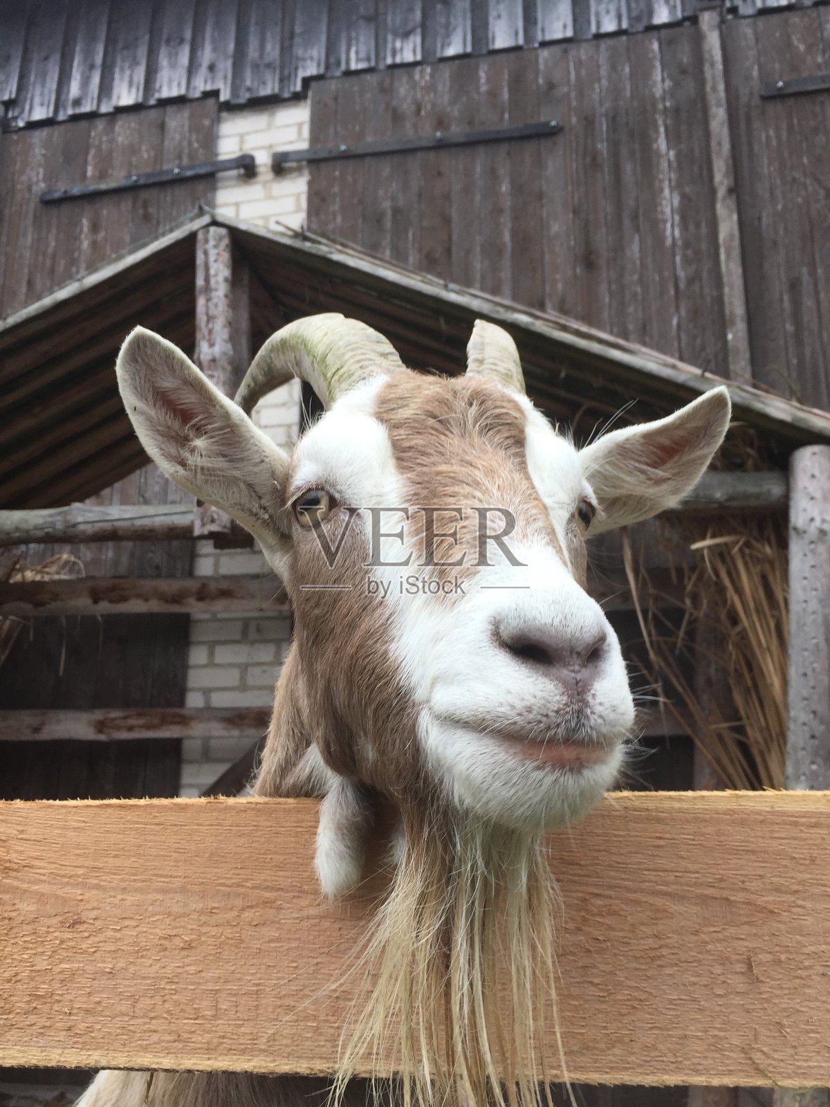 山羊照片摄影图片