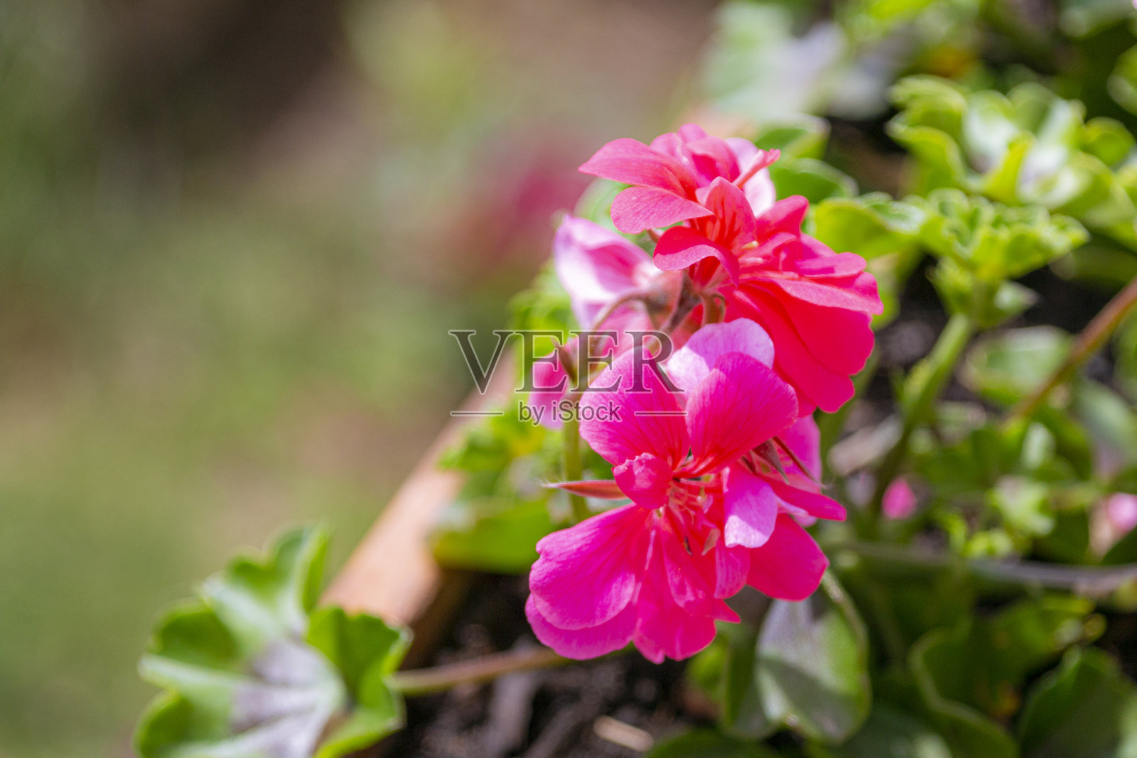 阳台上的容器里有粉红色的天竺葵照片摄影图片