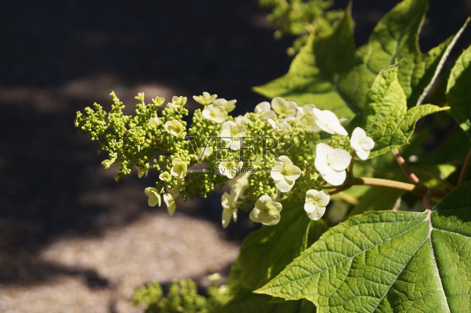 佛罗伦萨Boboli花园里的绣球花(绣球)照片摄影图片