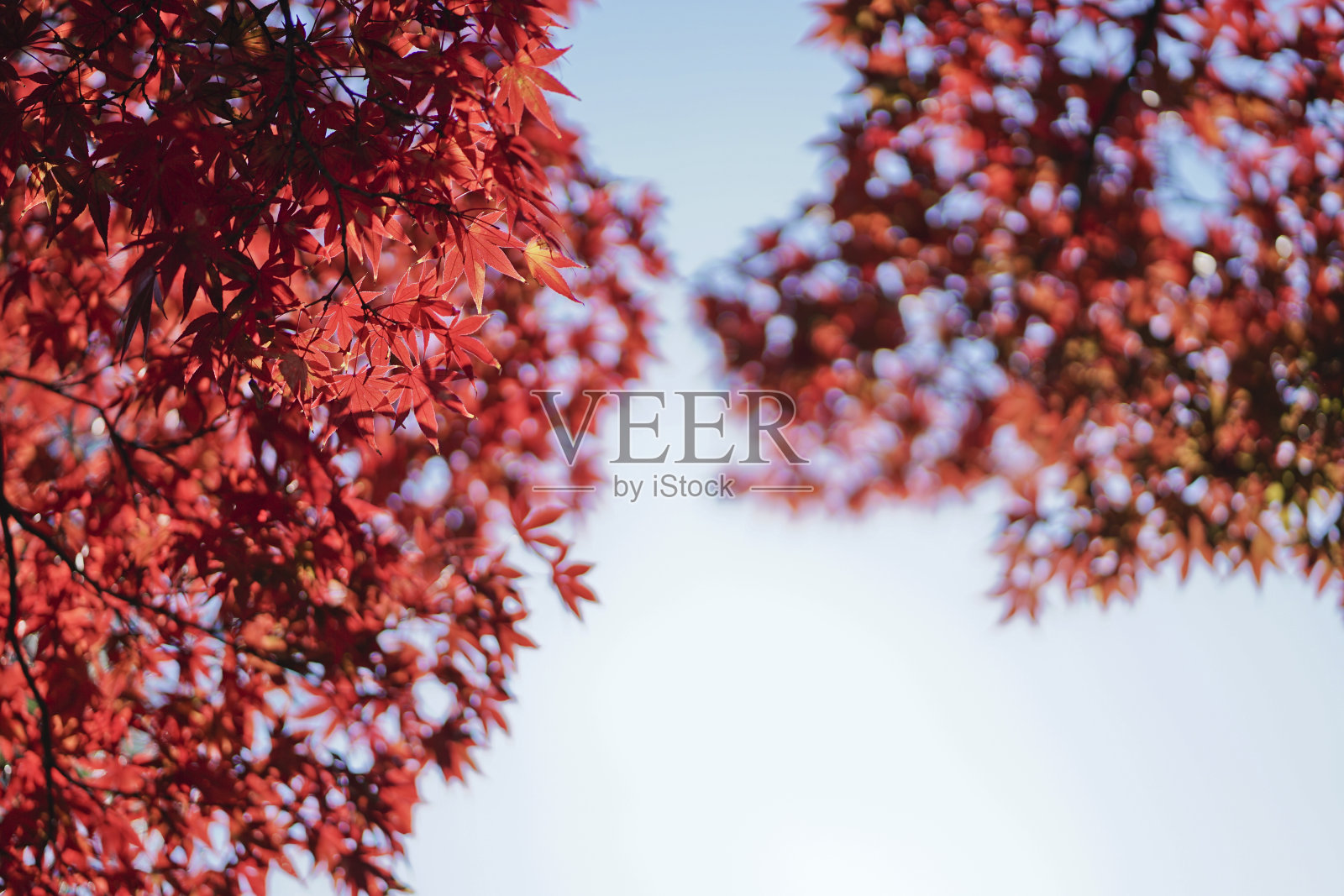 红色的枫叶在秋天的日本。照片摄影图片