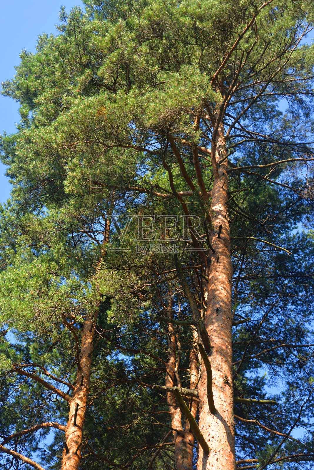 在阳光明媚的日子松树。照片摄影图片