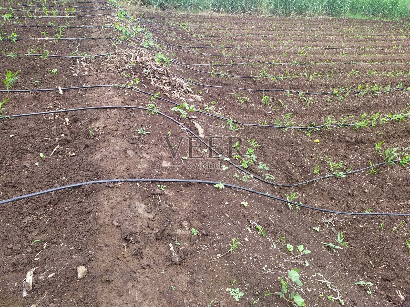 耕地犁沟偶合，农业滴灌系统照片摄影图片