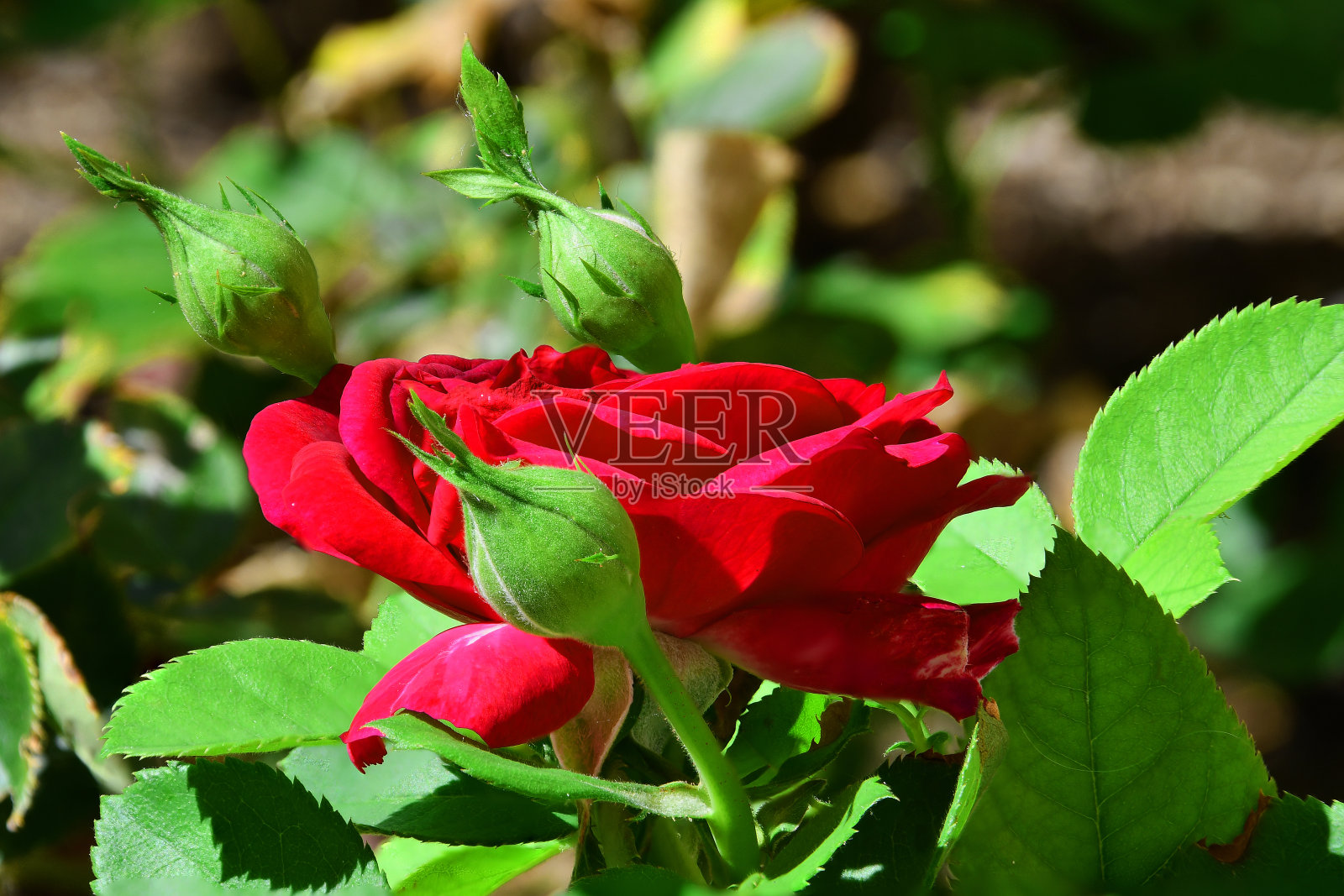 鲜艳的珊瑚色玫瑰照片摄影图片