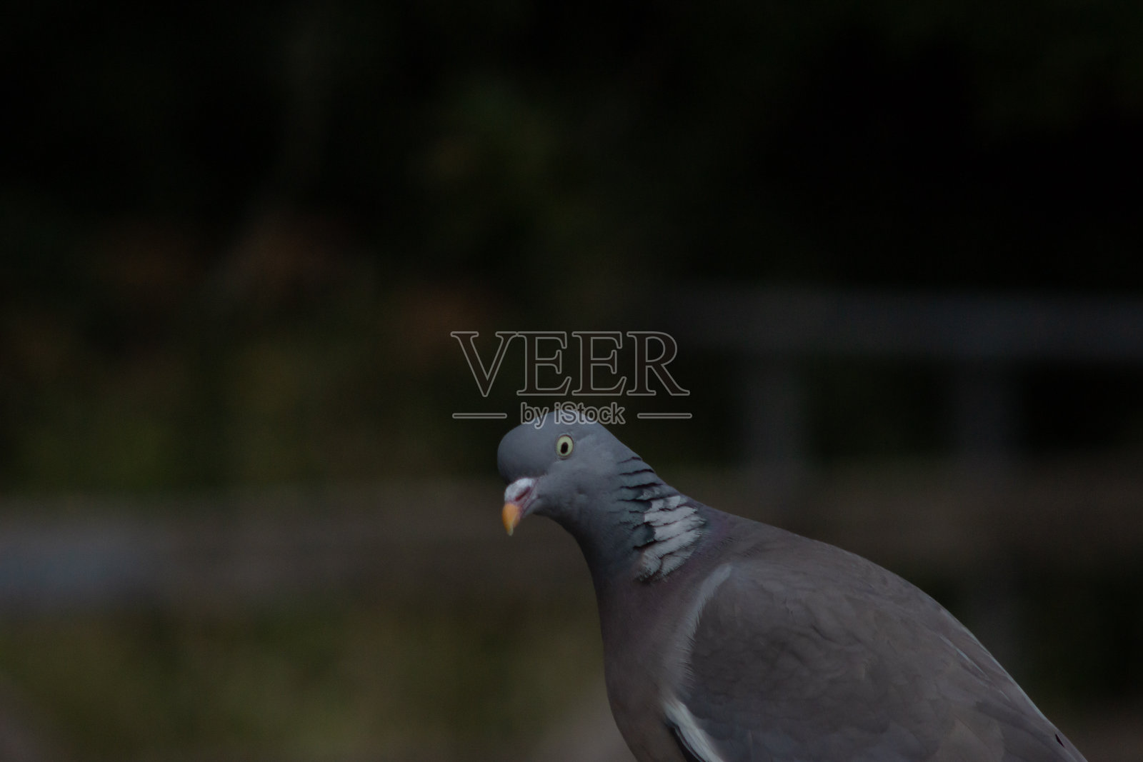木头鸽子照片摄影图片