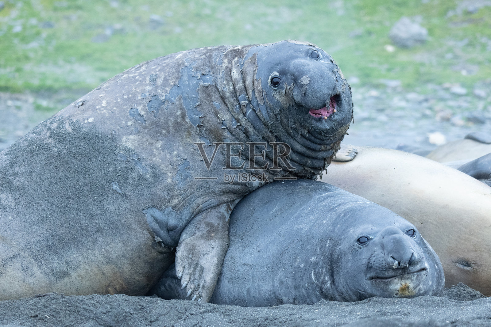 象海豹在王企鹅群照片摄影图片