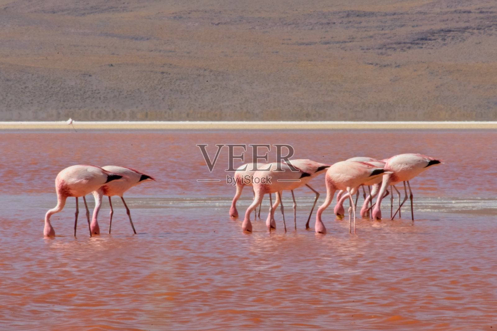 红色的水和火烈鸟在科罗拉多泻湖-玻利维亚南部照片摄影图片