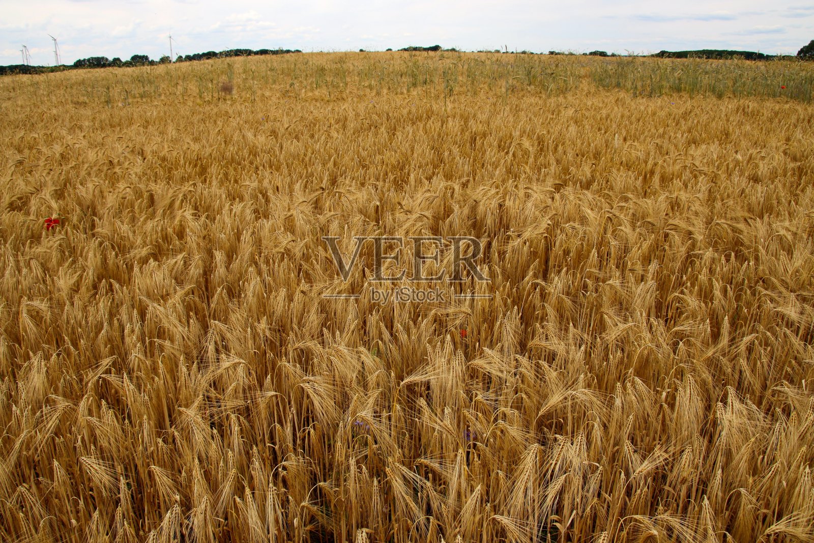 场照片摄影图片