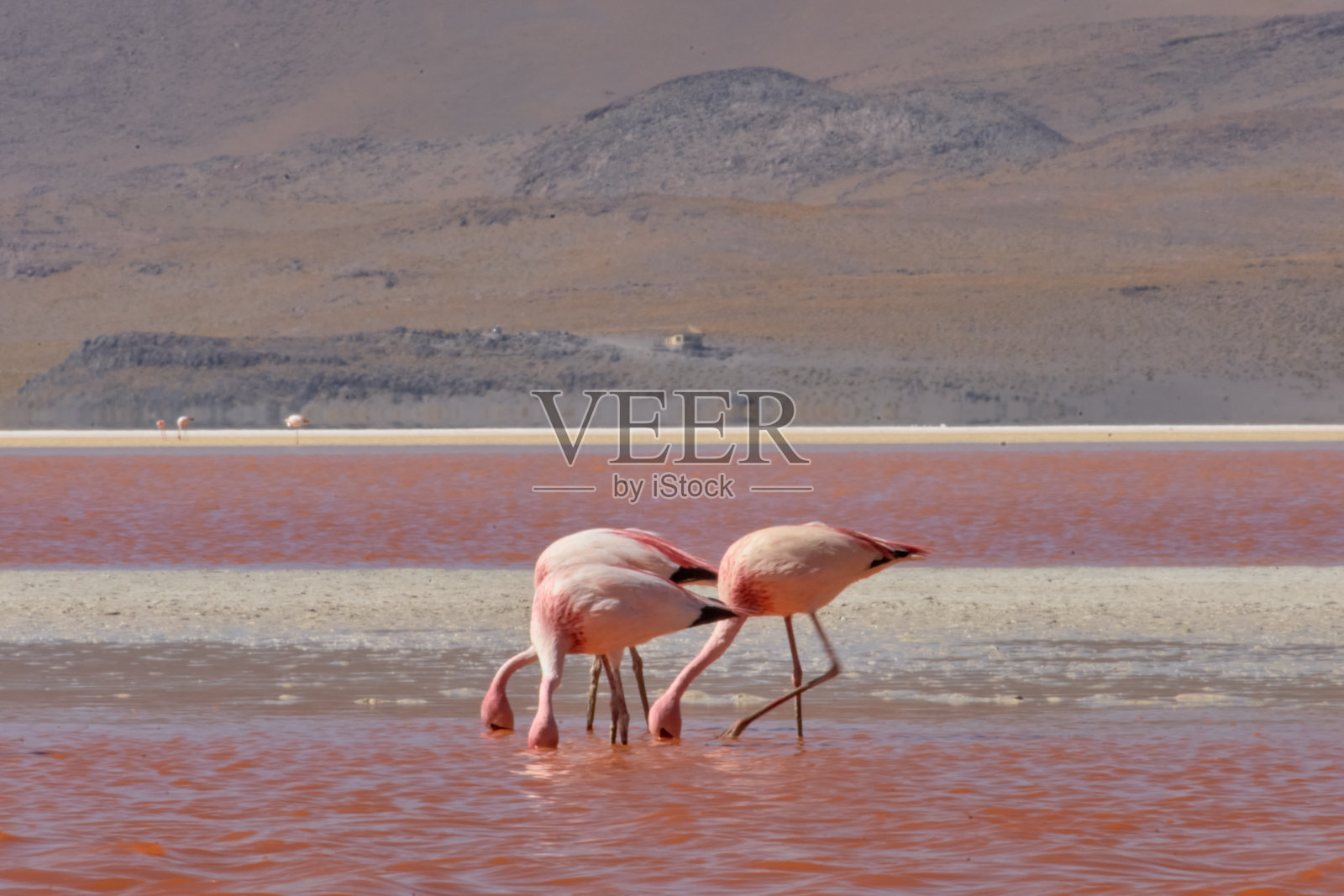 红色的水和火烈鸟在科罗拉多泻湖-玻利维亚南部照片摄影图片