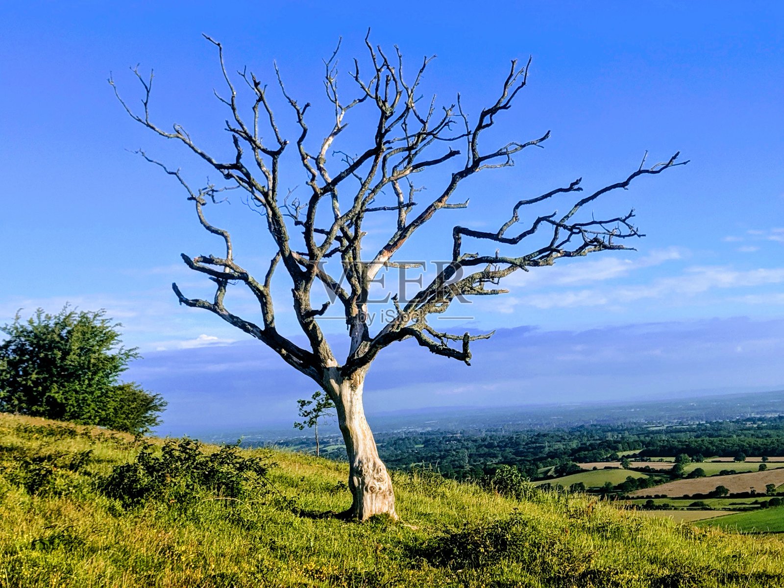 裸树照片摄影图片