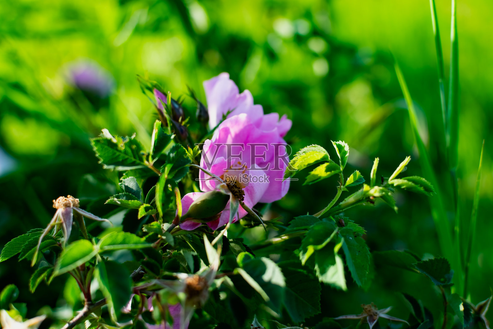 大自然中娇嫩的粉红色野玫瑰。一种大而多刺的灌木，有开花的果枝。周围雕刻着绿色的叶子。照片摄影图片